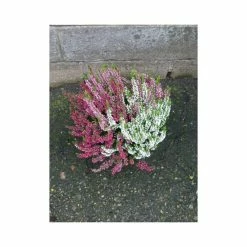 Fleurissement De Tombe Coupe De Bruyère Calluna