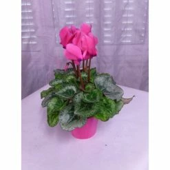 Cyclamen